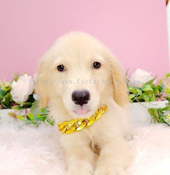 Golden Retriever ƽȮ