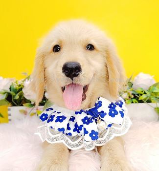 Golden Retriever ƽȮ