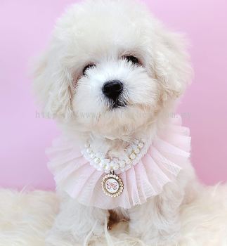 Poodle 泰迪贵宾