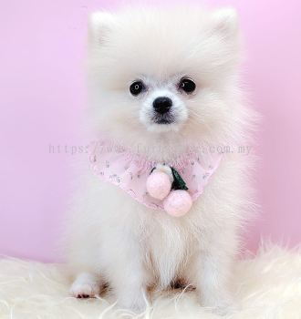 Pomeranian 博美