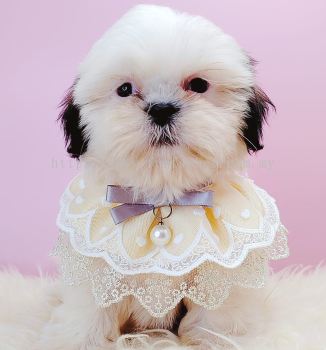 Shih Tzu ʩ