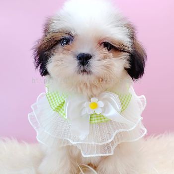 Shih Tzu 西施