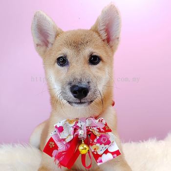 Shiba Inu 柴犬