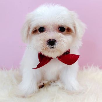 Maltese ˹