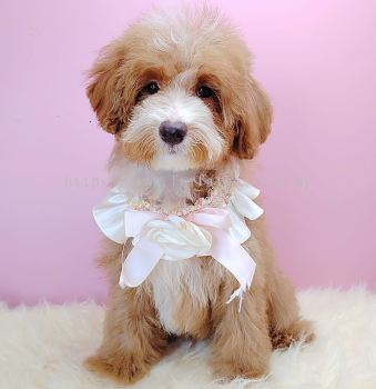 Maltipoo 马尔泰迪