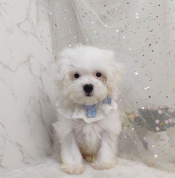 Maltipoo 马尔泰迪