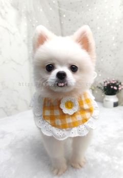 Pomeranian 博美