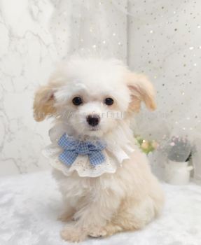 Poodle 泰迪贵宾