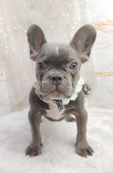 French Bulldog 法斗