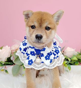 Shiba Inu 柴犬