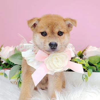 Shiba Inu 柴犬