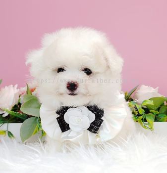 Maltipoo 马尔泰迪