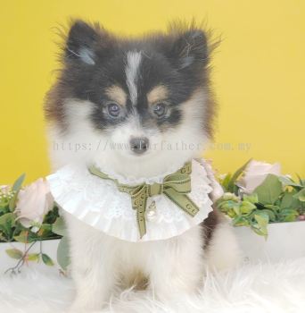 Pomeranian 博美