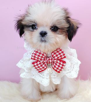 Shih Tzu 西施