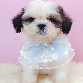 Shih Tzu 西施