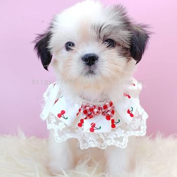 Shih Tzu 西施