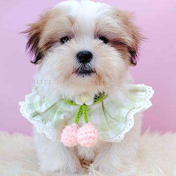 Shih Tzu 西施