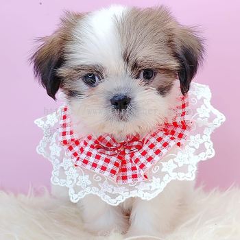 Shih Tzu 西施