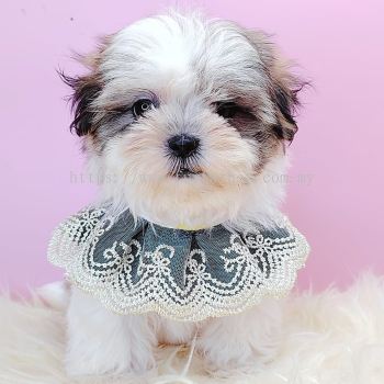 Shih Tzu 西施