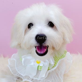 Maltipoo 马尔泰迪