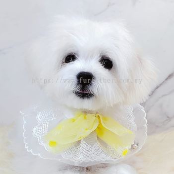 Maltipoo 马尔泰迪