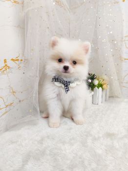 Pomeranian 博美