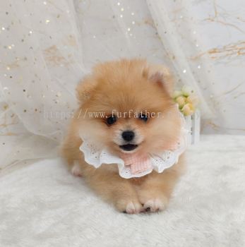 Pomeranian 博美