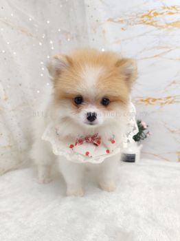 Pomeranian 博美