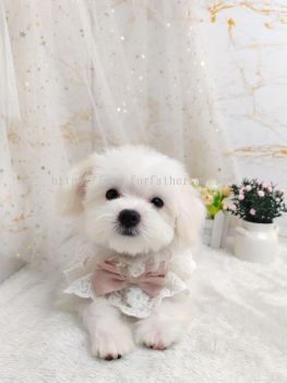 Maltipoo 马尔泰迪