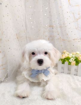 Maltipoo 马尔泰迪