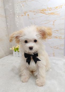 Maltipoo 马尔泰迪