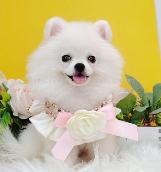 Pomeranian 博美