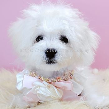 Maltipoo 马尔泰迪