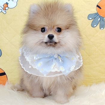 Pomeranian 博美