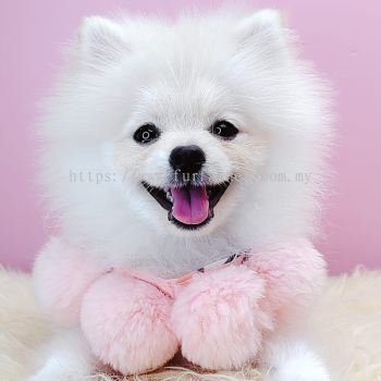 Pomeranian 博美