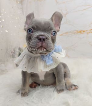 French Bulldog 法斗