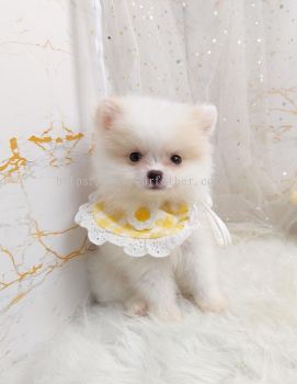 Pomeranian 博美