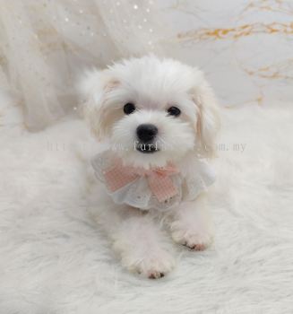 Maltipoo 马尔泰迪