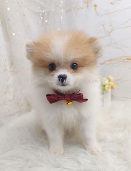 Pomeranian 博美