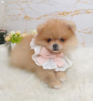 Pomeranian 博美