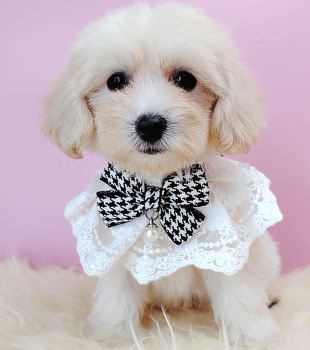 Maltipoo 马尔泰迪