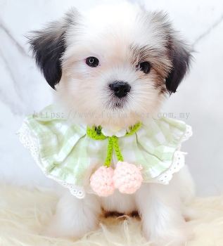 Shih Tzu 西施