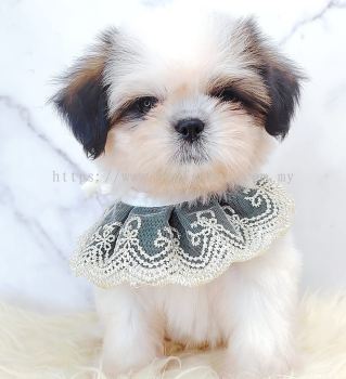 Shih Tzu 西施