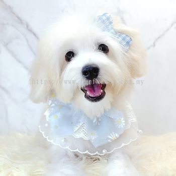 Maltipoo 马尔泰迪