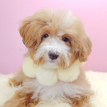 Maltipoo 马尔泰迪