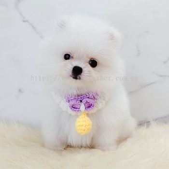 Pomeranian 博美