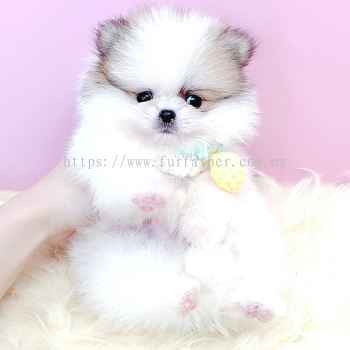 Pomeranian 博美