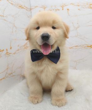 Golden Retriever 黄金猎犬