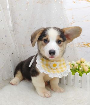 Welsh Corgi 柯基