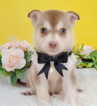 Pomsky ʿ